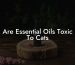 Are Essential Oils Toxic To Cats