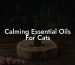 Calming Essential Oils For Cats