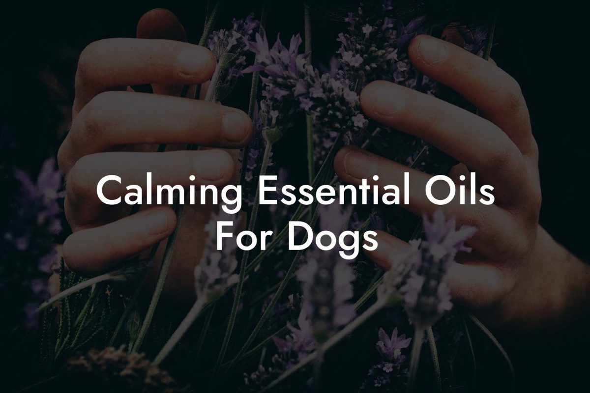 Calming Essential Oils For Dogs