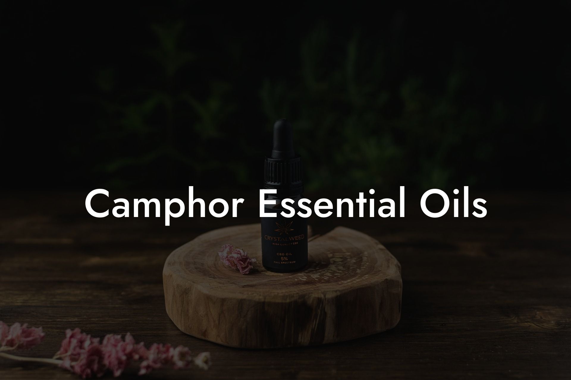 Camphor Essential Oils