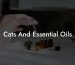 Cats And Essential Oils