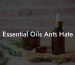 Essential Oils Ants Hate