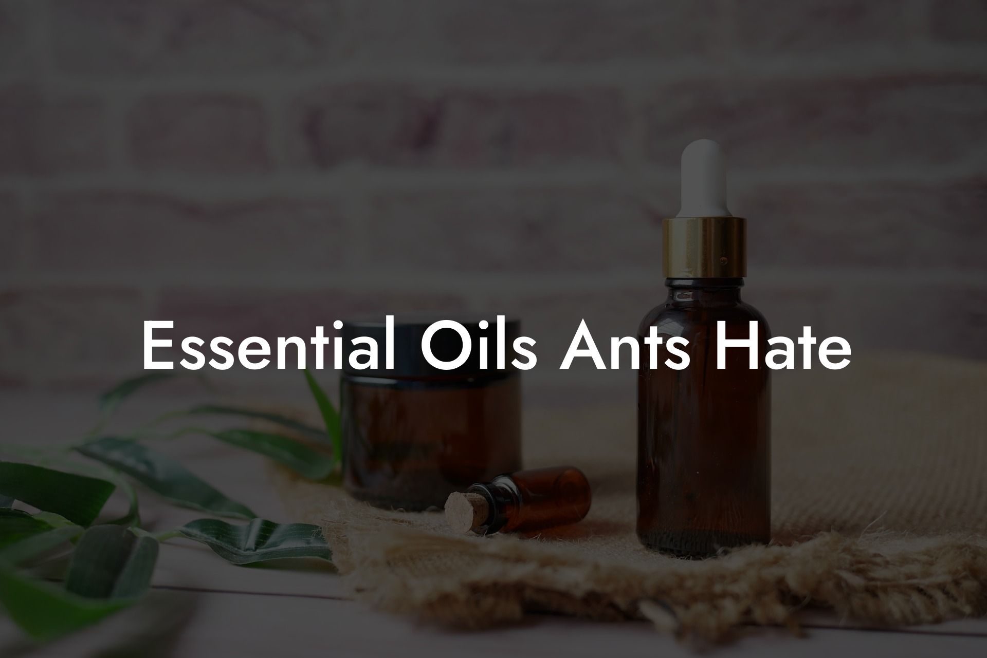 Essential Oils Ants Hate