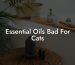 Essential Oils Bad For Cats