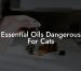 Essential Oils Dangerous For Cats