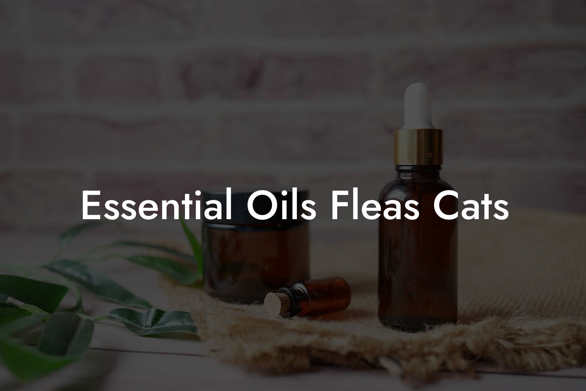 Essential Oils Fleas Cats