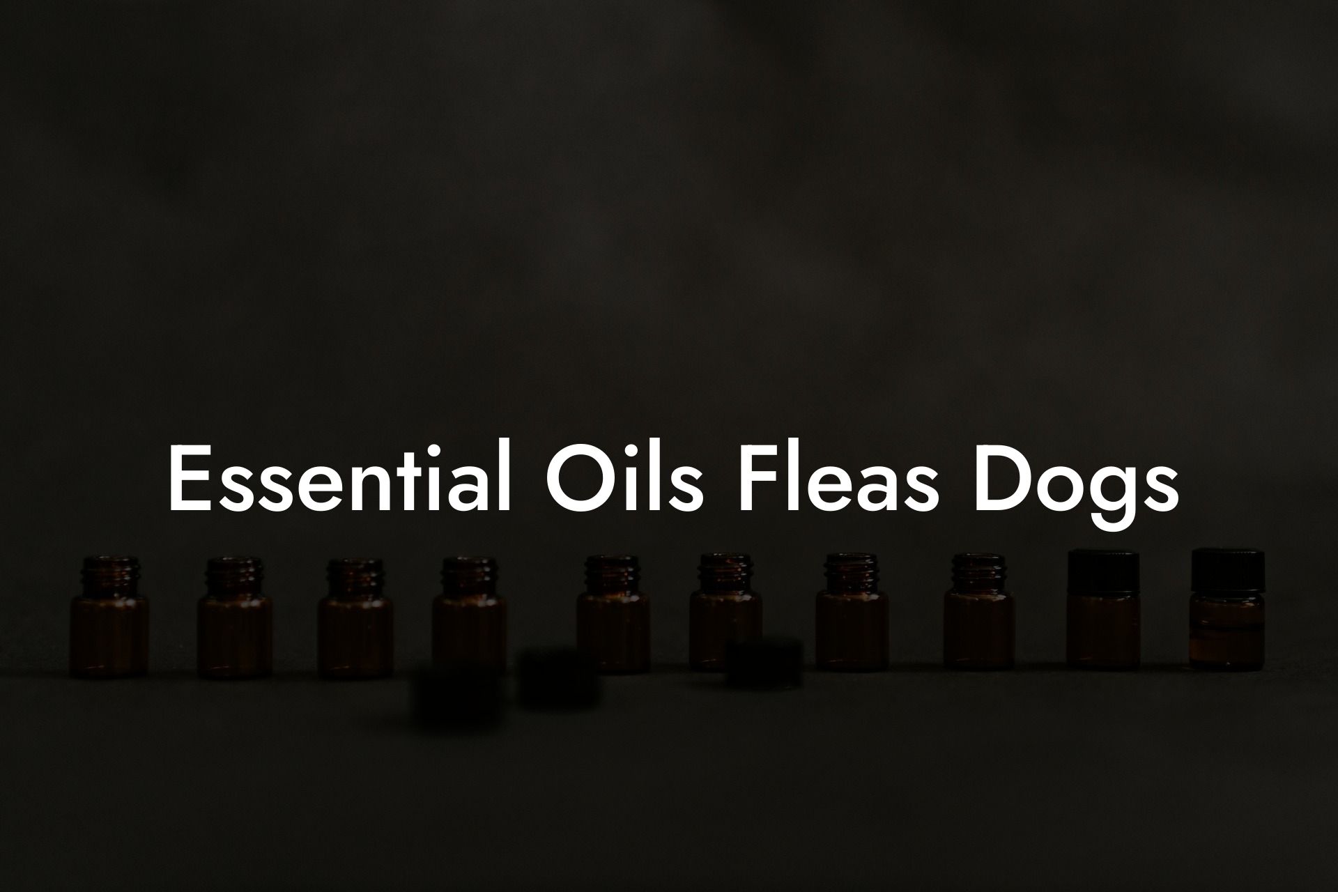 Essential Oils Fleas Dogs