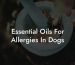 Essential Oils For Allergies In Dogs