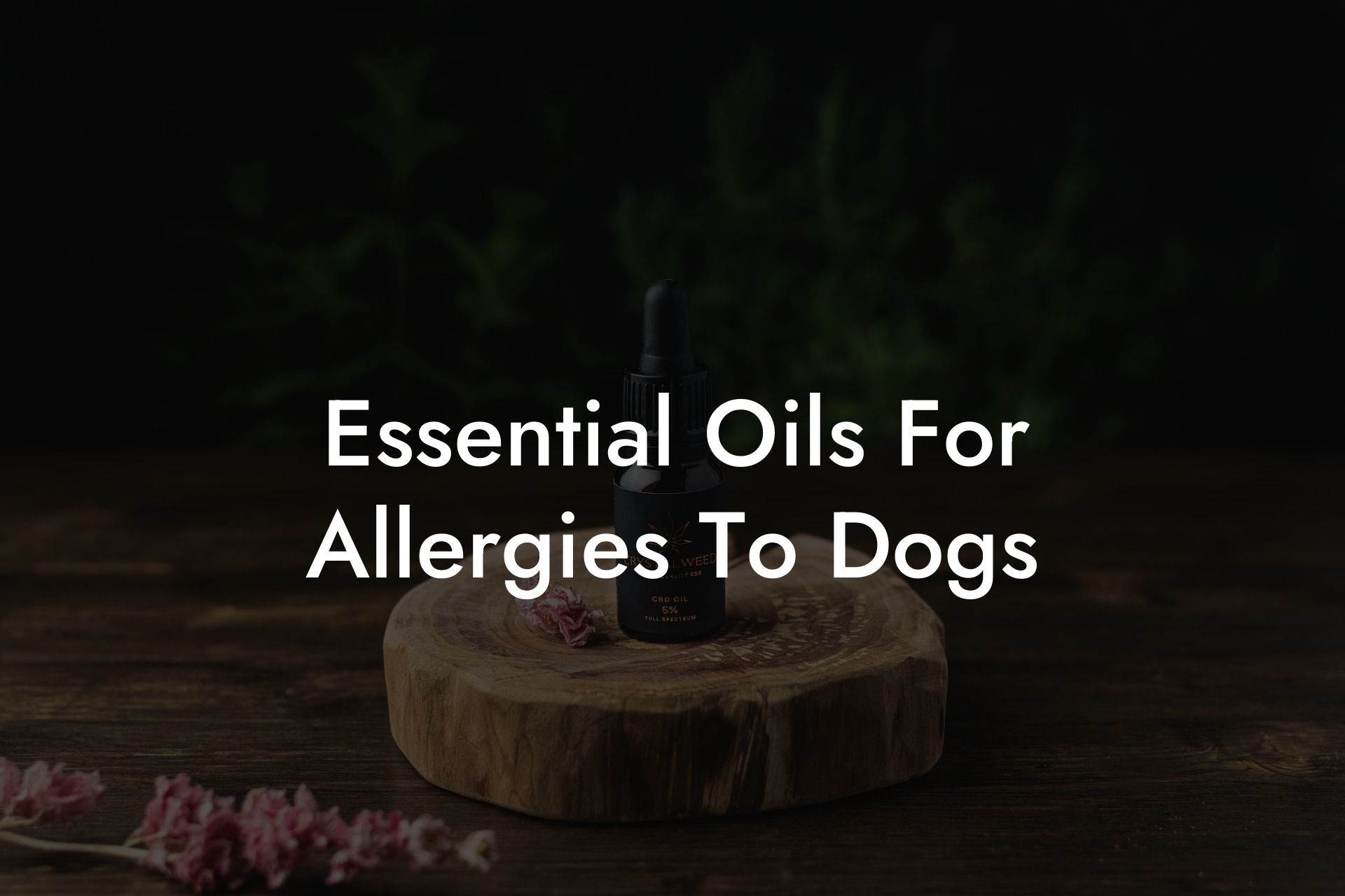Essential Oils For Allergies To Dogs