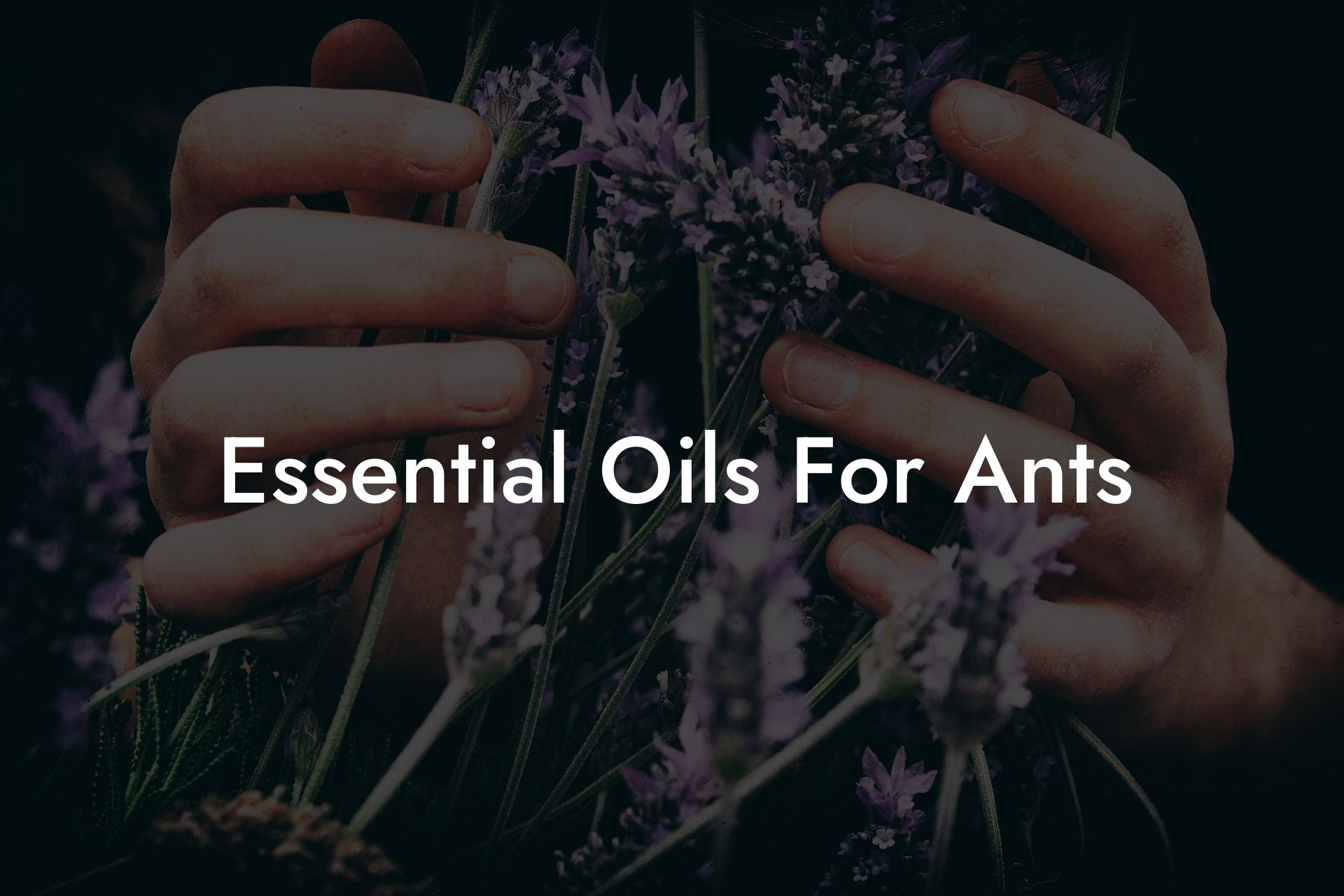 Essential Oils For Ants