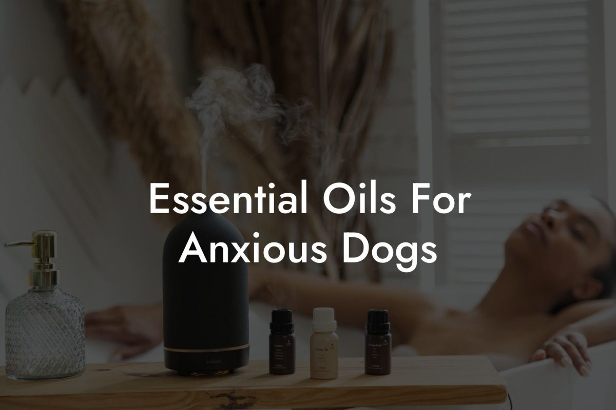 Essential Oils For Anxious Dogs