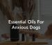 Essential Oils For Anxious Dogs