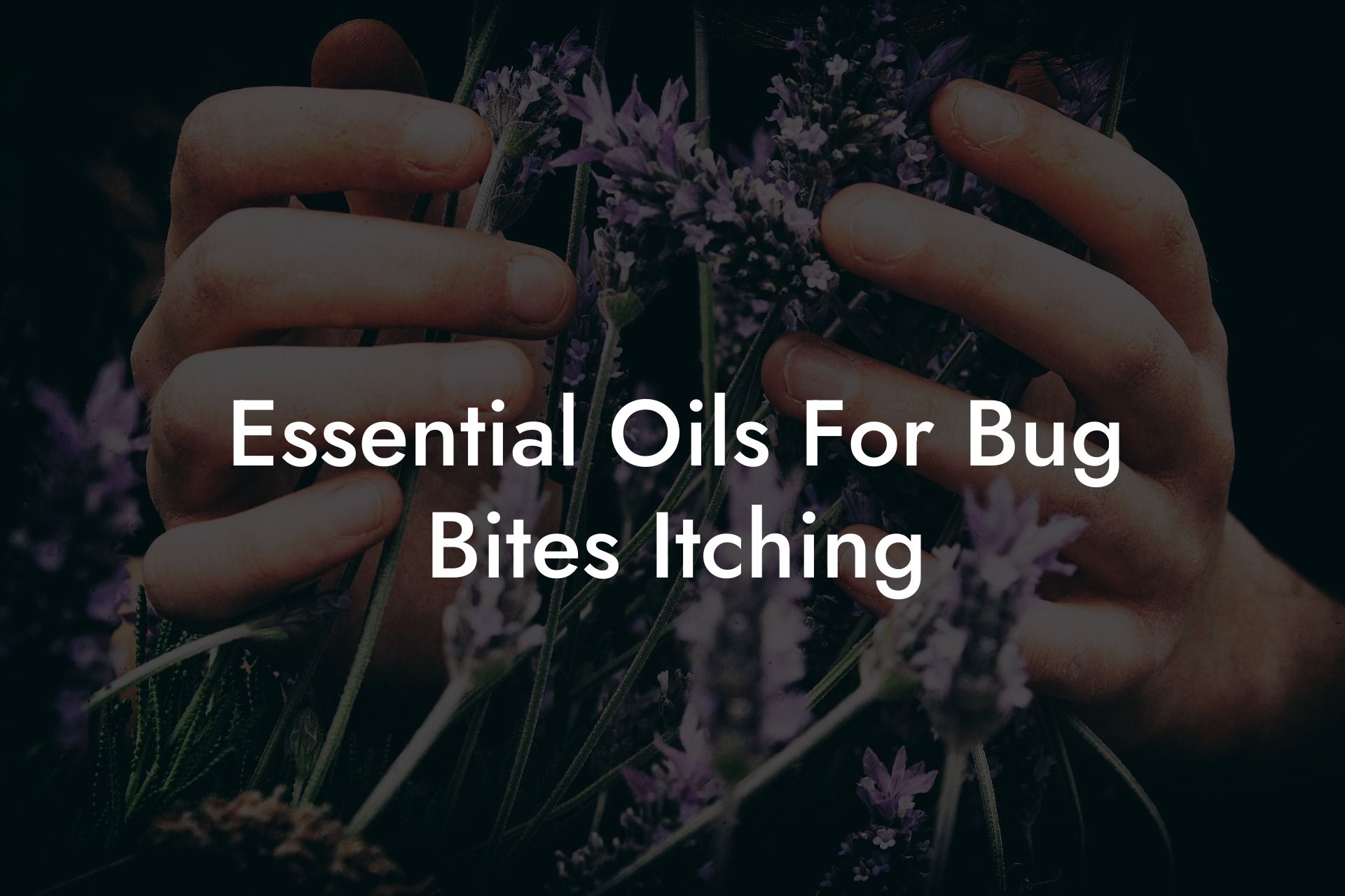 Essential Oils For Bug Bites Itching