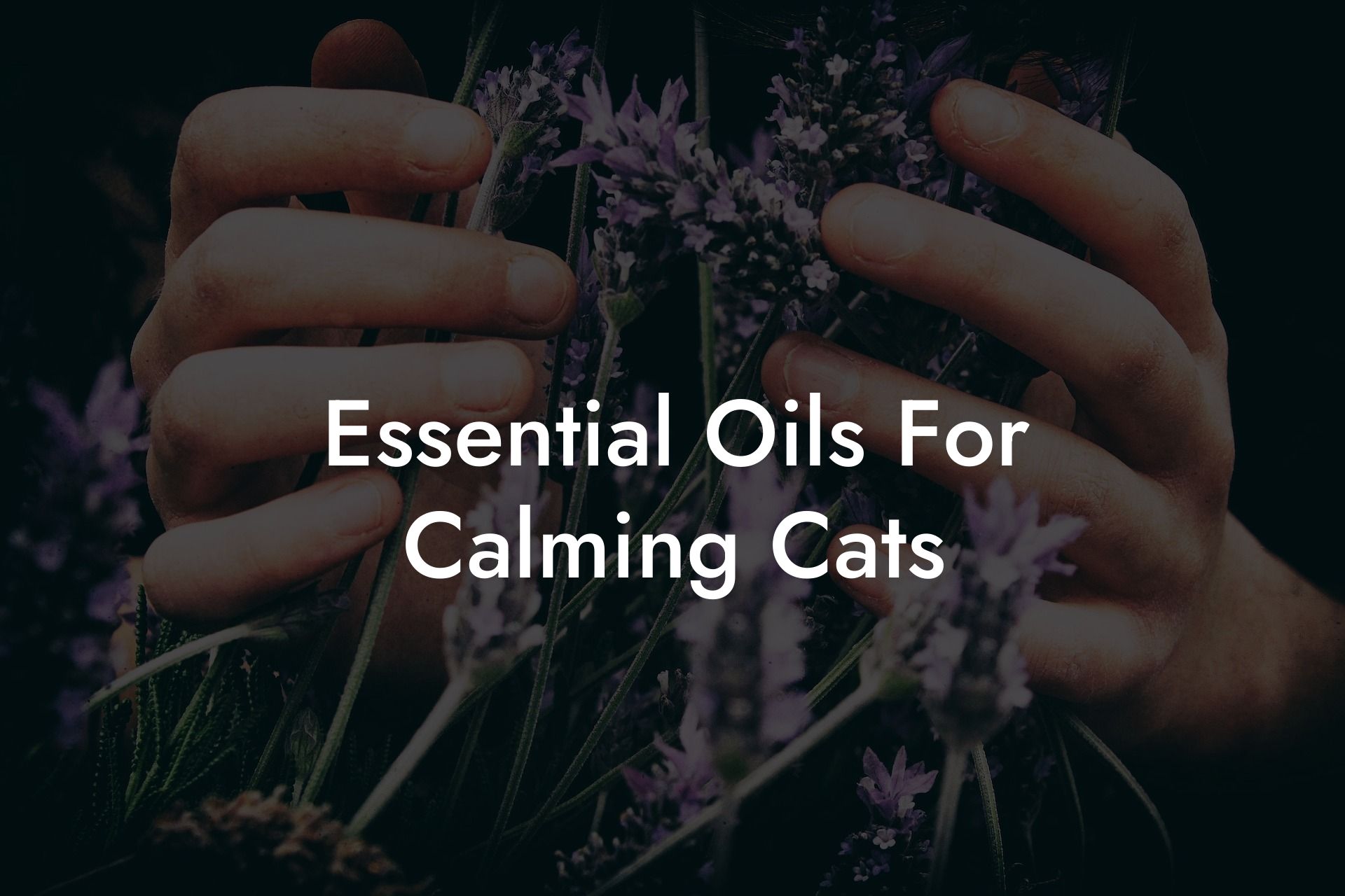 Essential Oils For Calming Cats