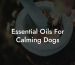 Essential Oils For Calming Dogs