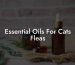 Essential Oils For Cats Fleas