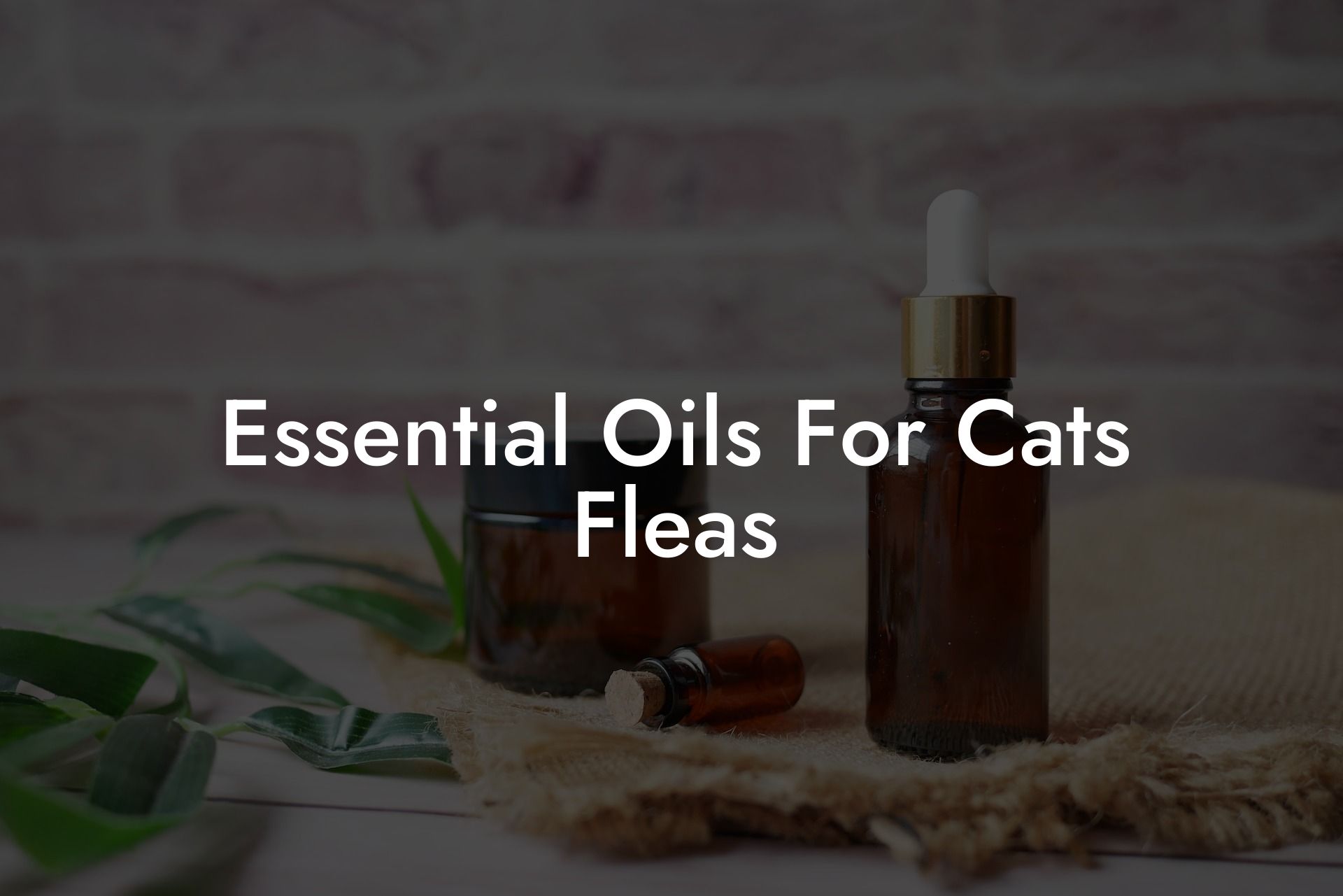 Essential Oils For Cats Fleas