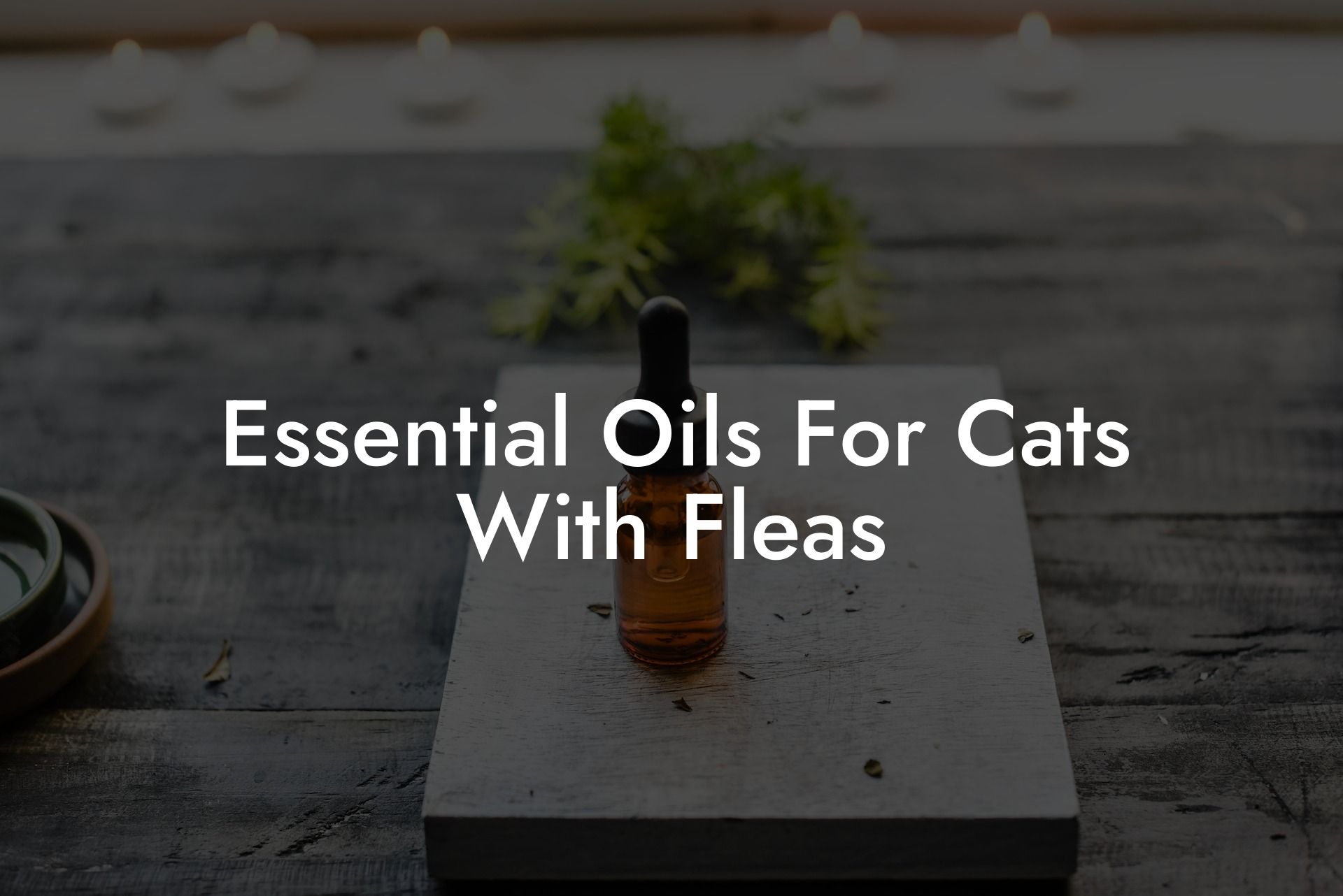 Essential Oils For Cats With Fleas