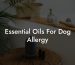 Essential Oils For Dog Allergy