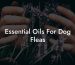 Essential Oils For Dog Fleas