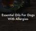 Essential Oils For Dogs With Allergies