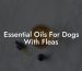 Essential Oils For Dogs With Fleas