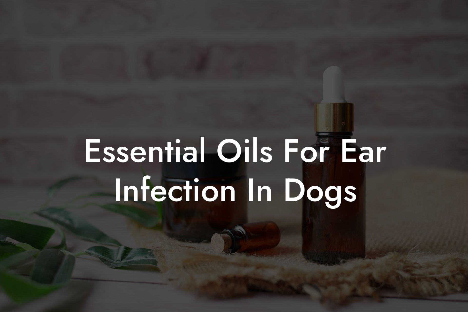 Essential Oils For Ear Infection In Dogs