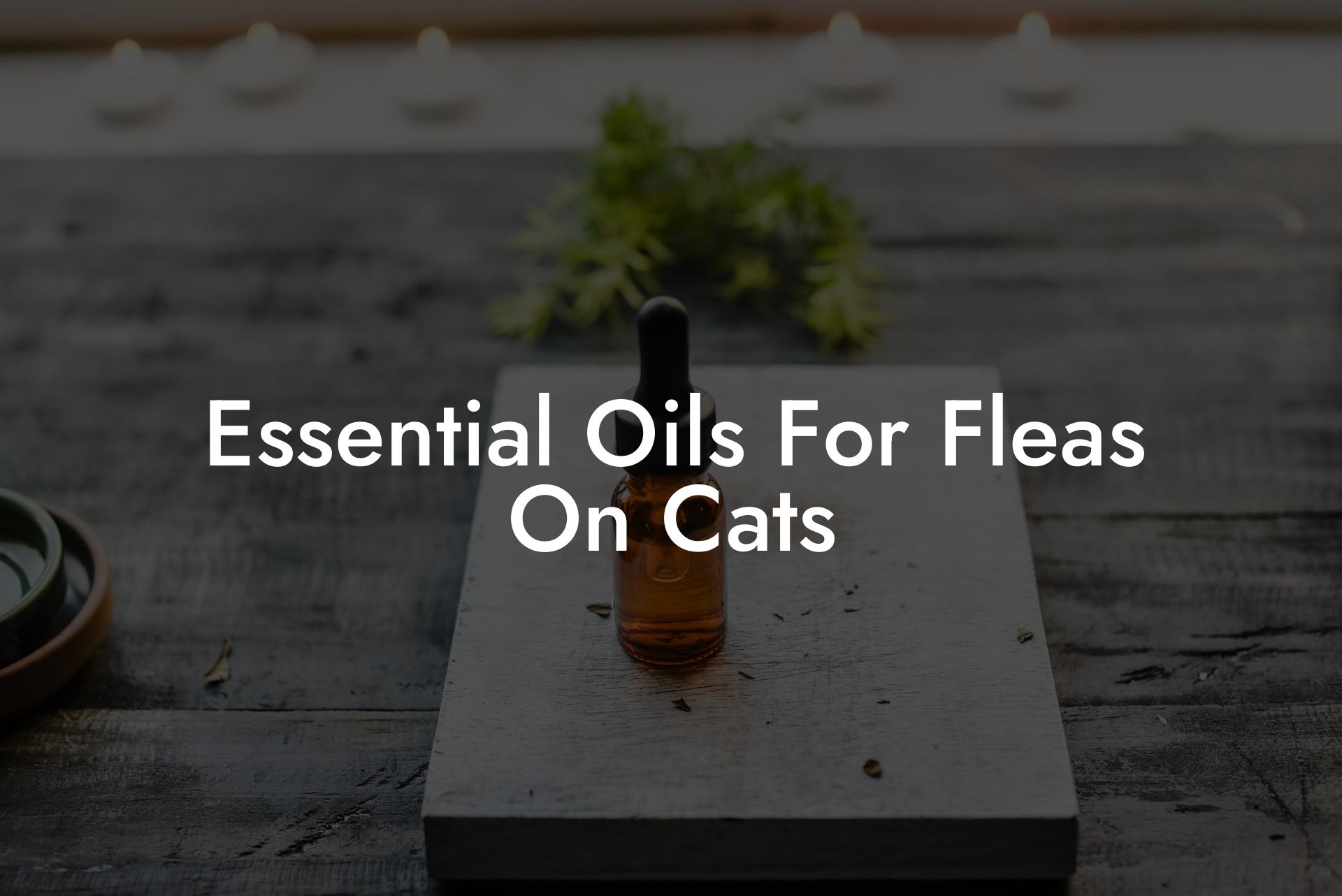 Essential Oils For Fleas On Cats