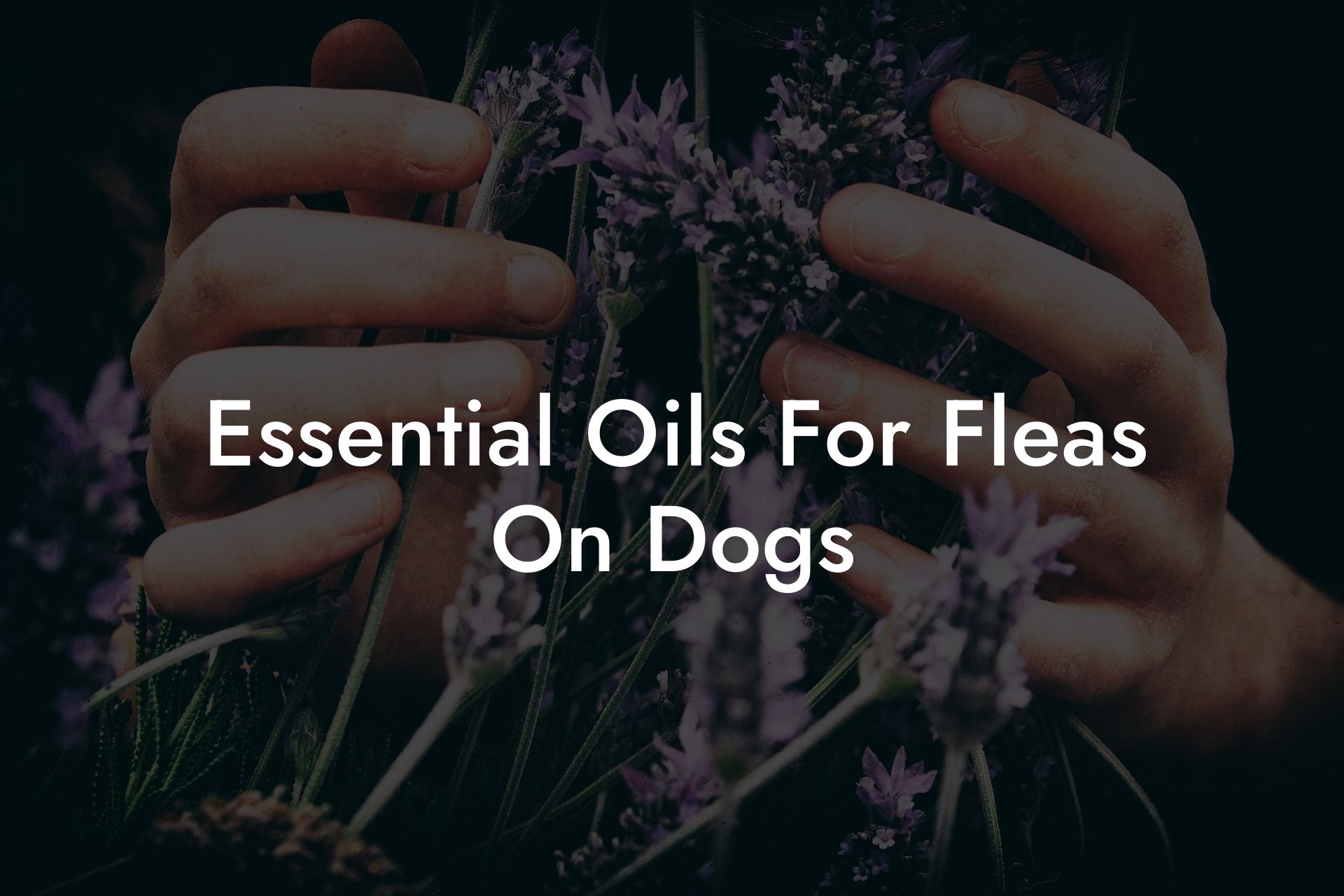Essential Oils For Fleas On Dogs