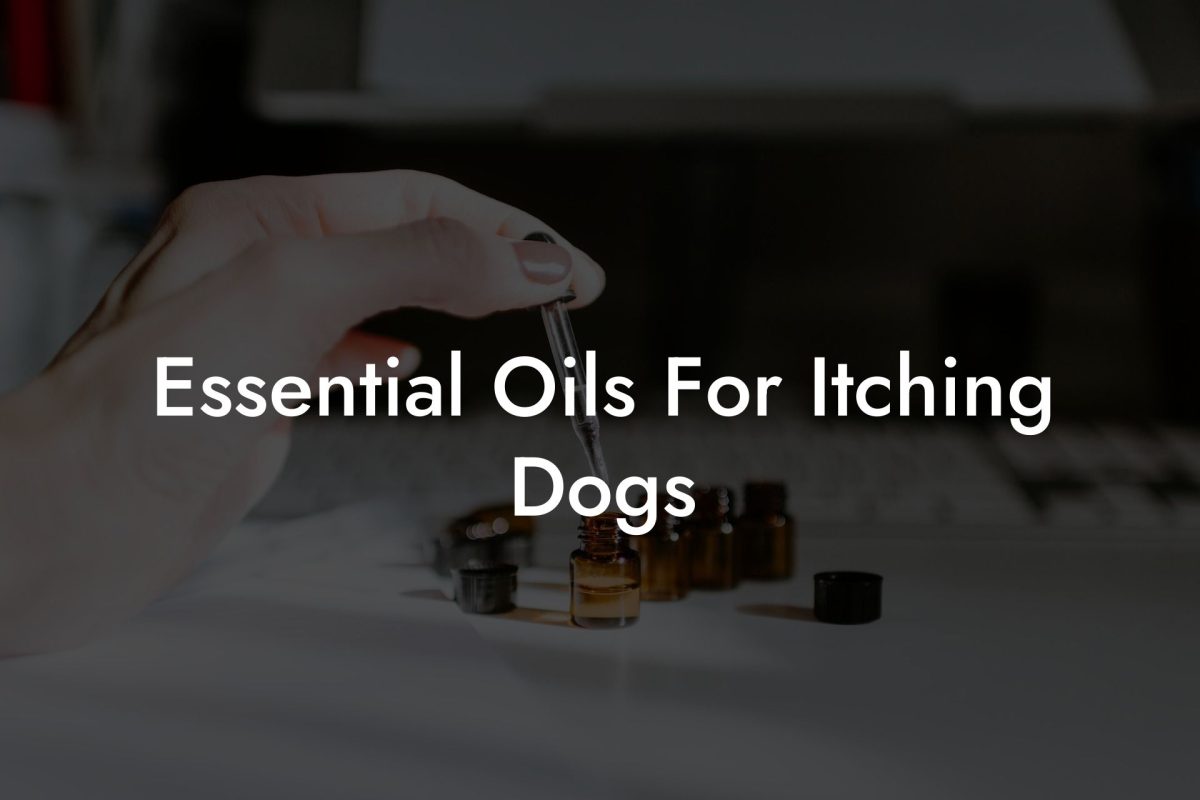 Essential Oils For Itching Dogs