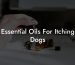 Essential Oils For Itching Dogs