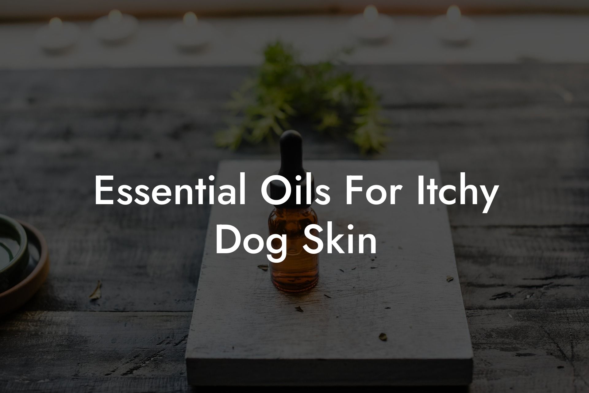 Essential Oils For Itchy Dog Skin