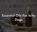 Essential Oils For Itchy Dogs