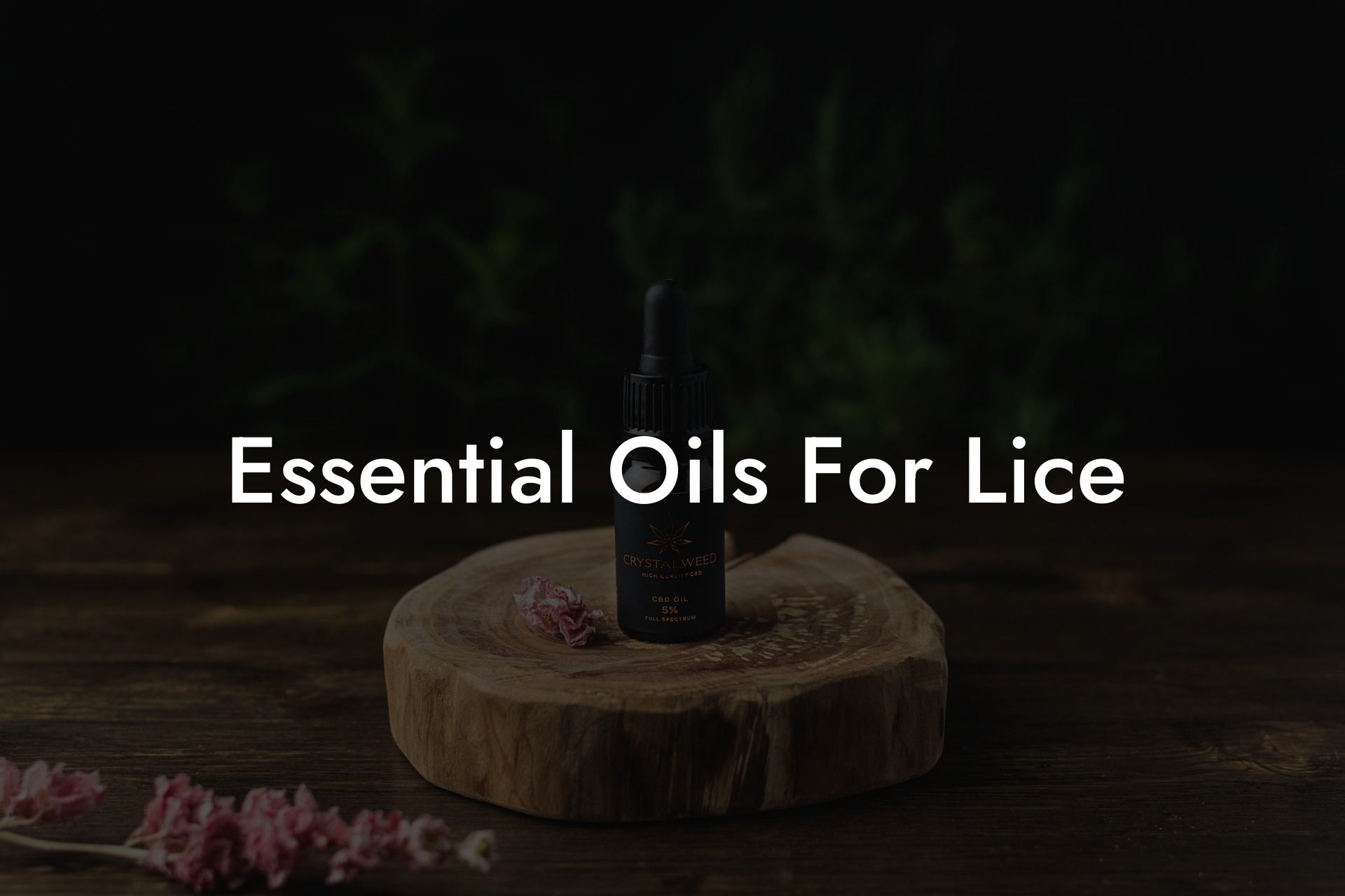 Essential Oils For Lice
