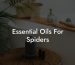 Essential Oils For Spiders