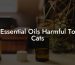Essential Oils Harmful To Cats