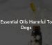 Essential Oils Harmful To Dogs