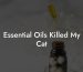 Essential Oils Killed My Cat