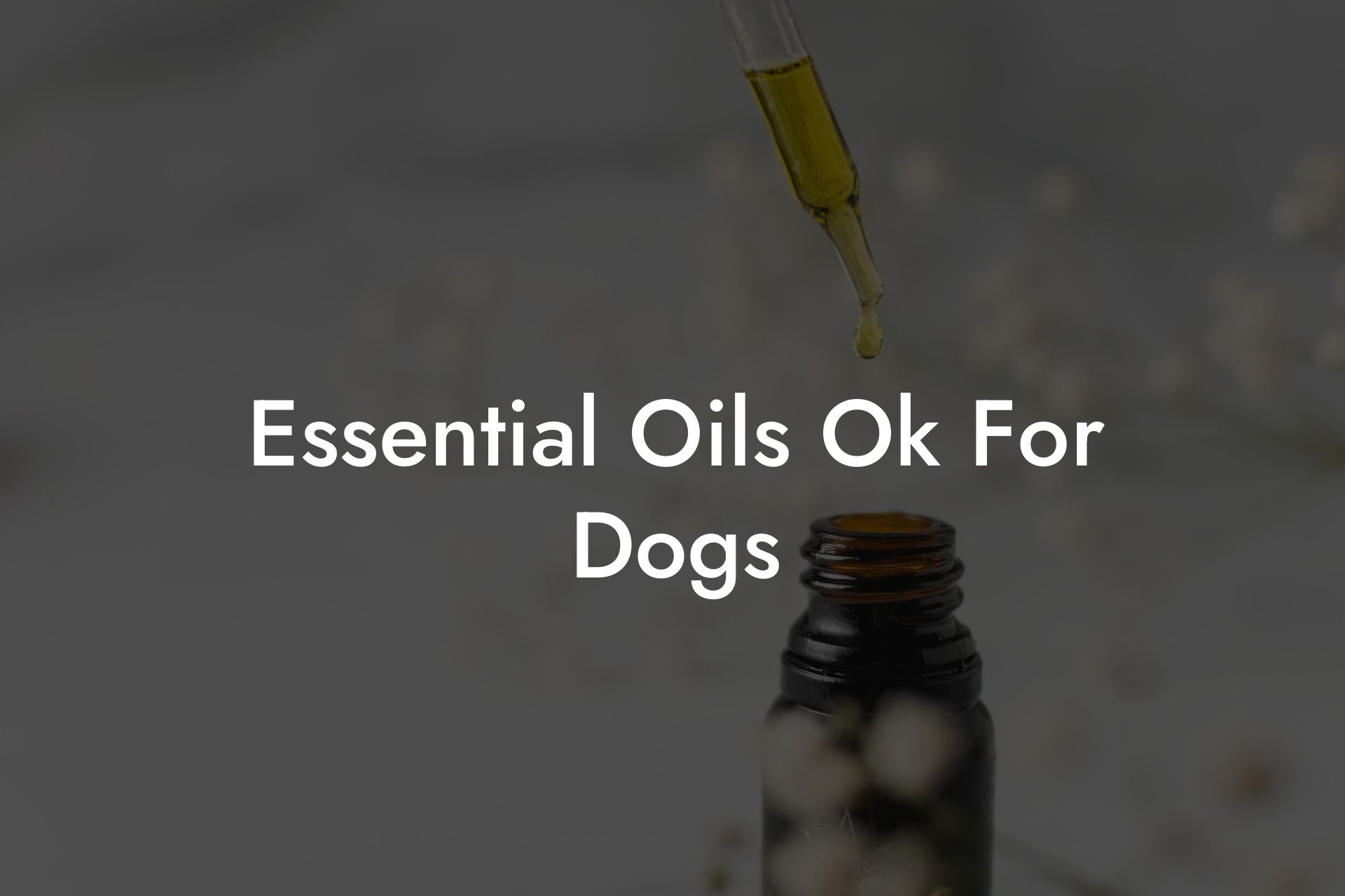 Essential Oils Ok For Dogs