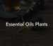 Essential Oils Plants