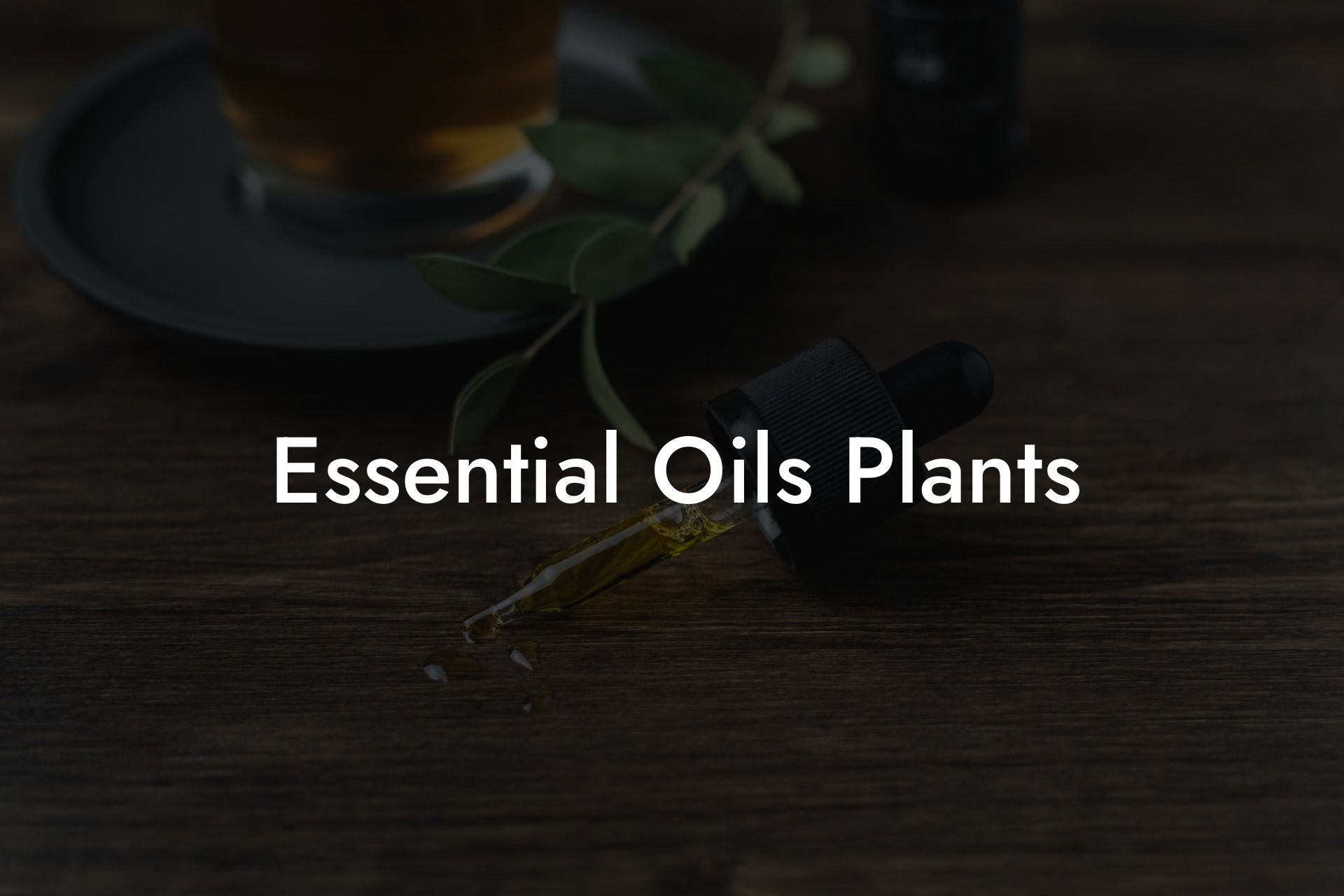 Essential Oils Plants