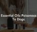 Essential Oils Poisonous To Dogs