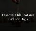 Essential Oils That Are Bad For Dogs