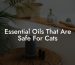 Essential Oils That Are Safe For Cats