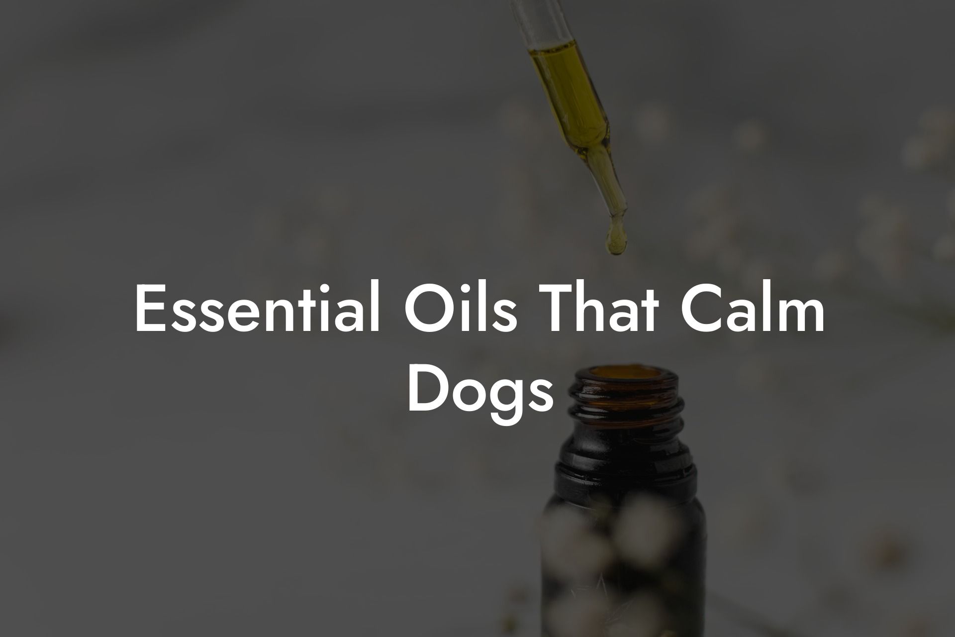 Essential Oils That Calm Dogs