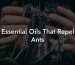 Essential Oils That Repel Ants