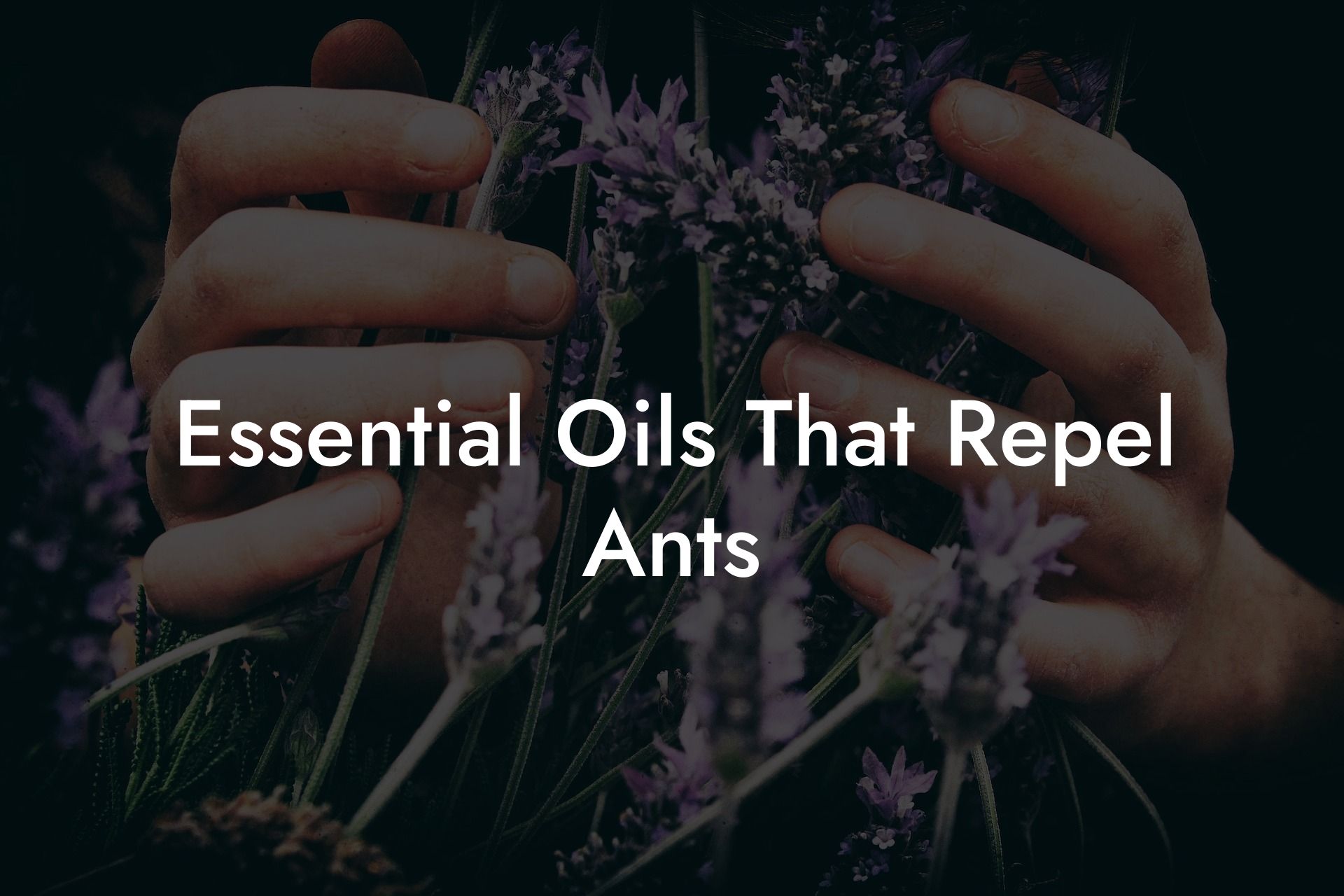Essential Oils That Repel Ants