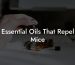 Essential Oils That Repel Mice