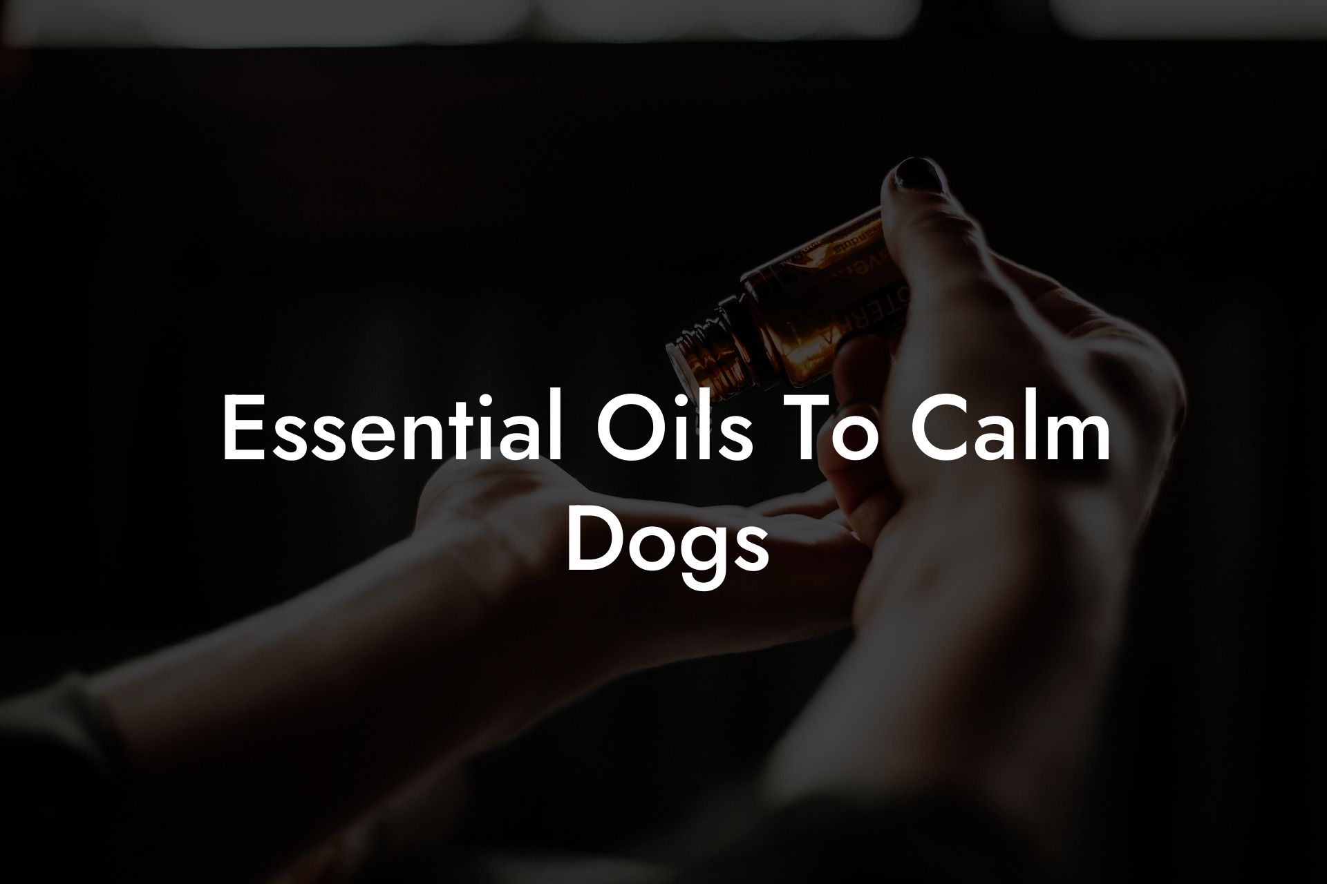 Essential Oils To Calm Dogs