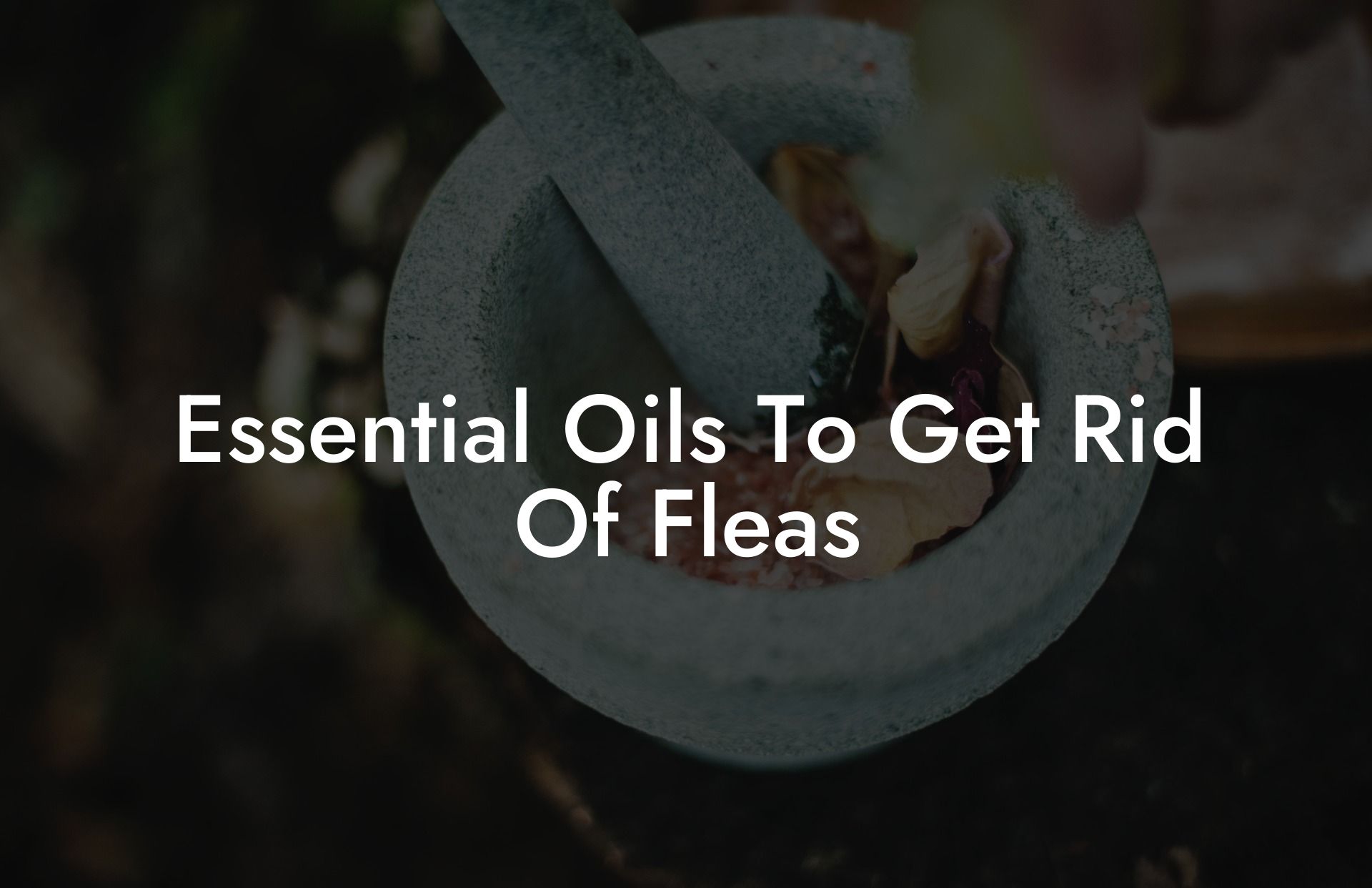 Essential Oils To Get Rid Of Fleas